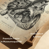 Herz im Schnitt - Animus Medicus GmbH