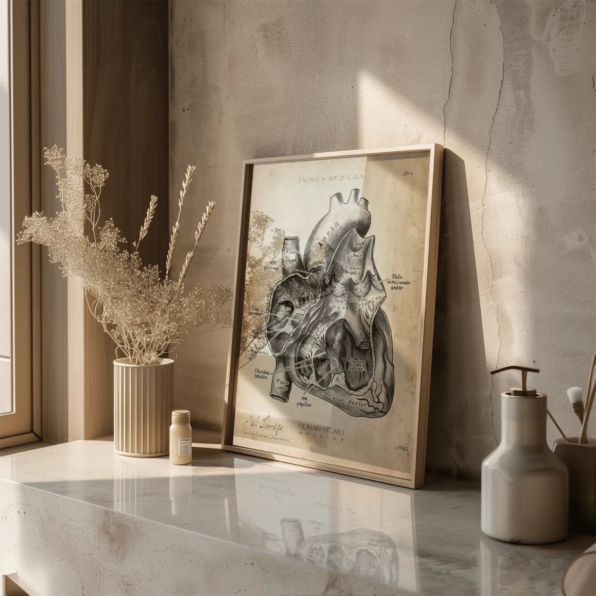 Herz im Schnitt - Animus Medicus GmbH