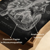 Herz im Schnitt - Chalkboard - Animus Medicus GmbH