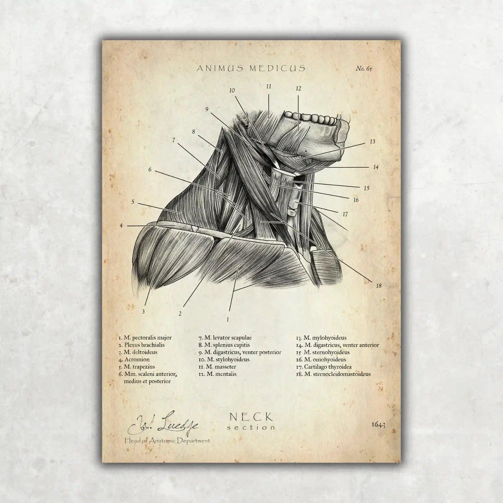 HNO Sammlung - Animus Medicus GmbH