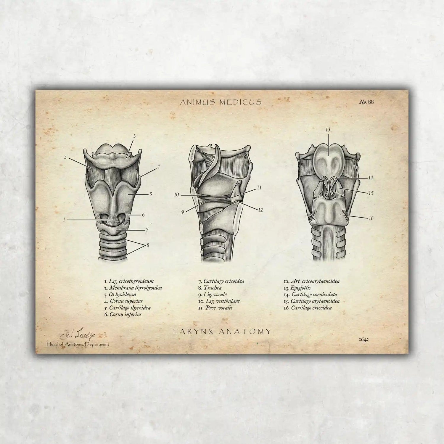 Kehlkopf Anatomie - Animus Medicus GmbH