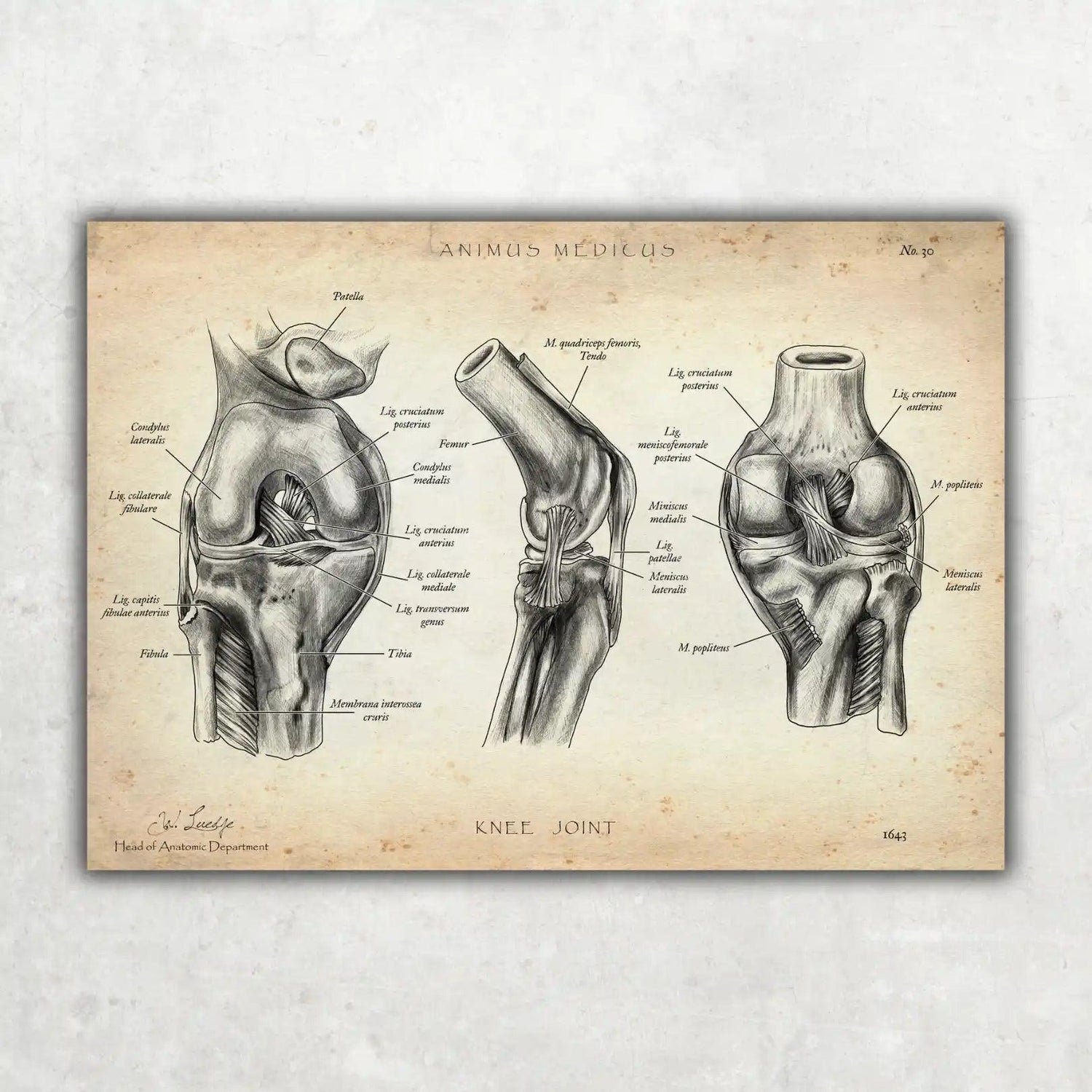 Kniegelenk Anatomie - Animus Medicus GmbH