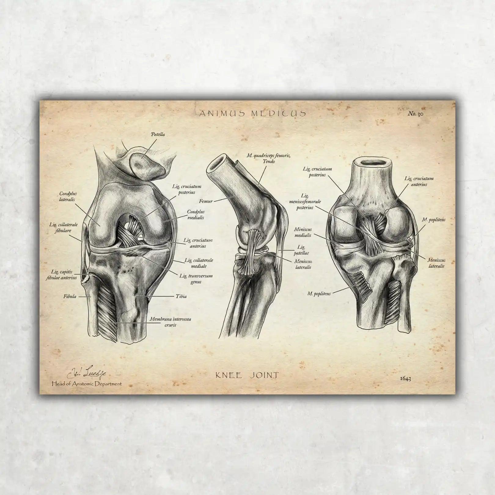 Kniegelenk Anatomie - Animus Medicus GmbH