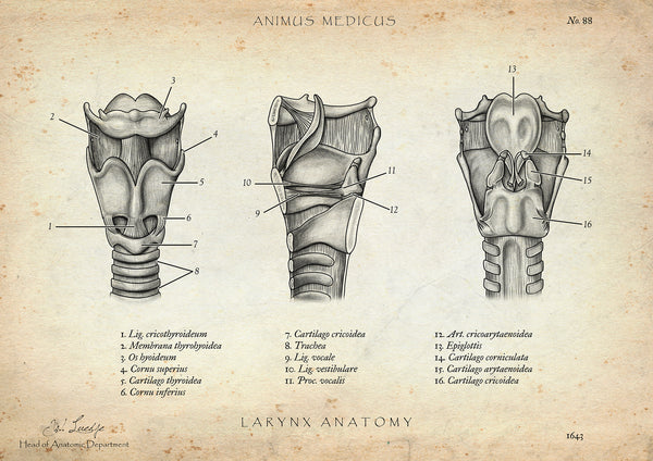Kehlkopf Anatomie