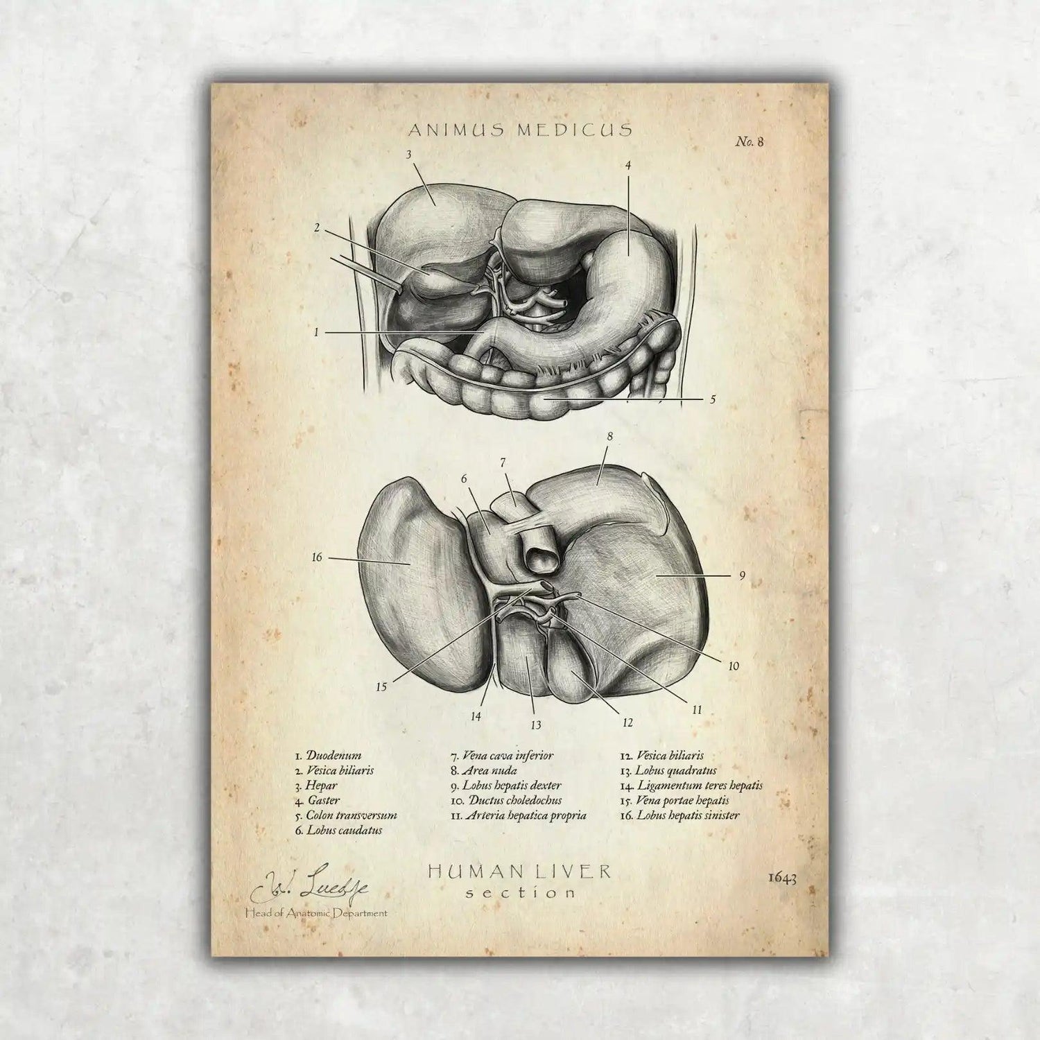 Leber Anatomie - Animus Medicus GmbH
