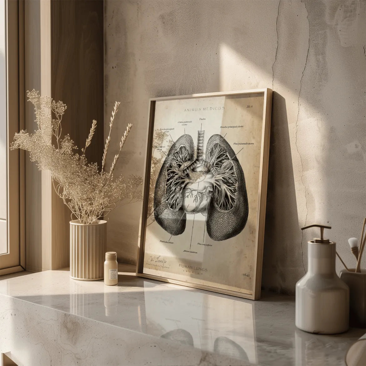 Lungen Anatomie - Animus Medicus GmbH