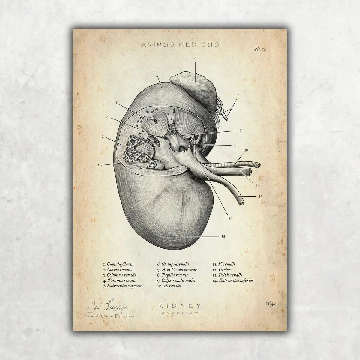 MediCare Bundle - Animus Medicus GmbH