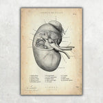 MediCare Bundle - Animus Medicus GmbH