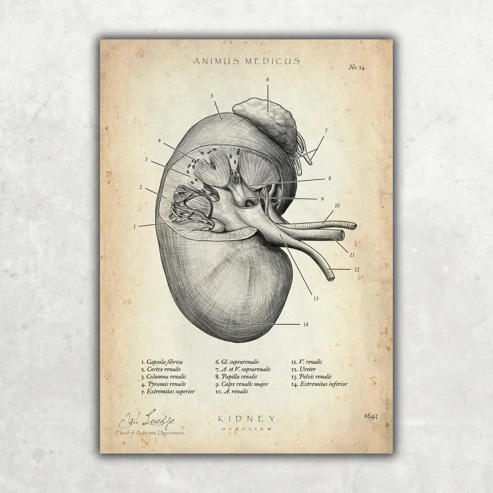 MediCare Bundle - Animus Medicus GmbH