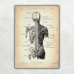 MediCare Bundle - Animus Medicus GmbH