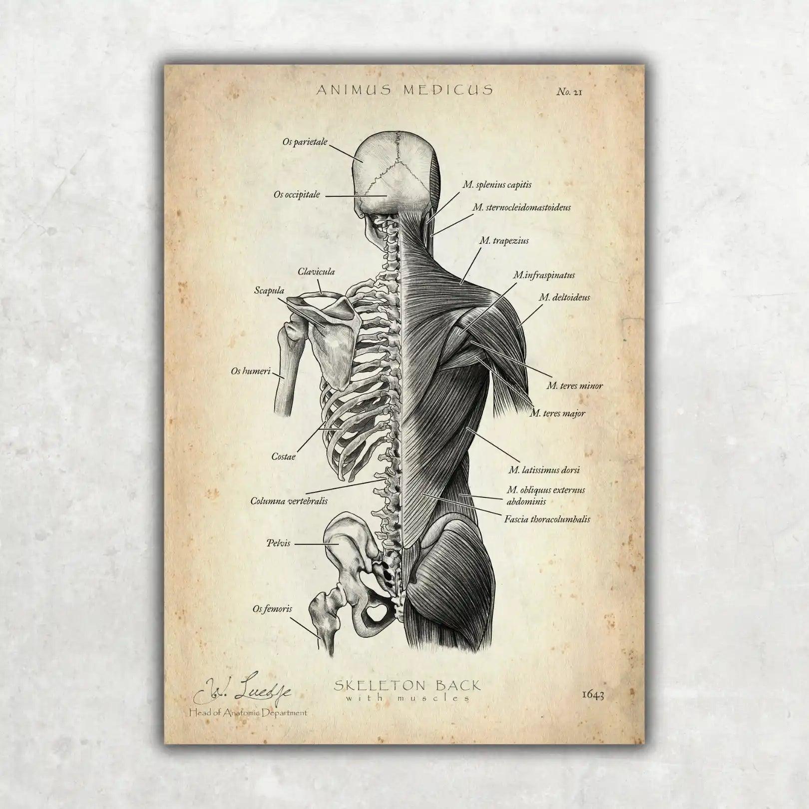 MediCare Bundle - Animus Medicus GmbH