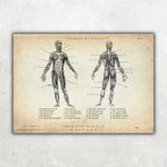 MediCare Bundle - Animus Medicus GmbH