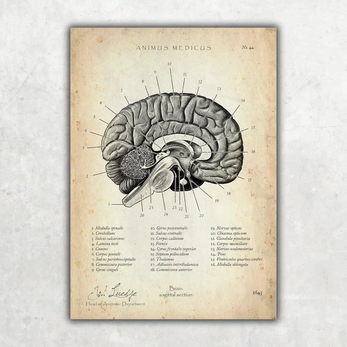 MediCare Bundle - Animus Medicus GmbH