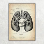 MediCare Bundle - Animus Medicus GmbH