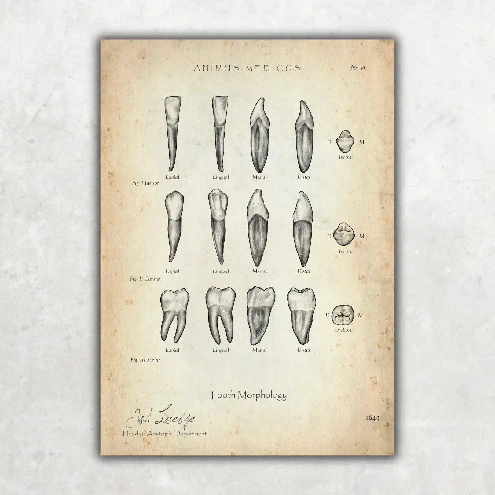 Morphologie der Zähne - Animus Medicus GmbH