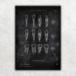 Morphologie der Zähne - Chalkboard - Animus Medicus GmbH