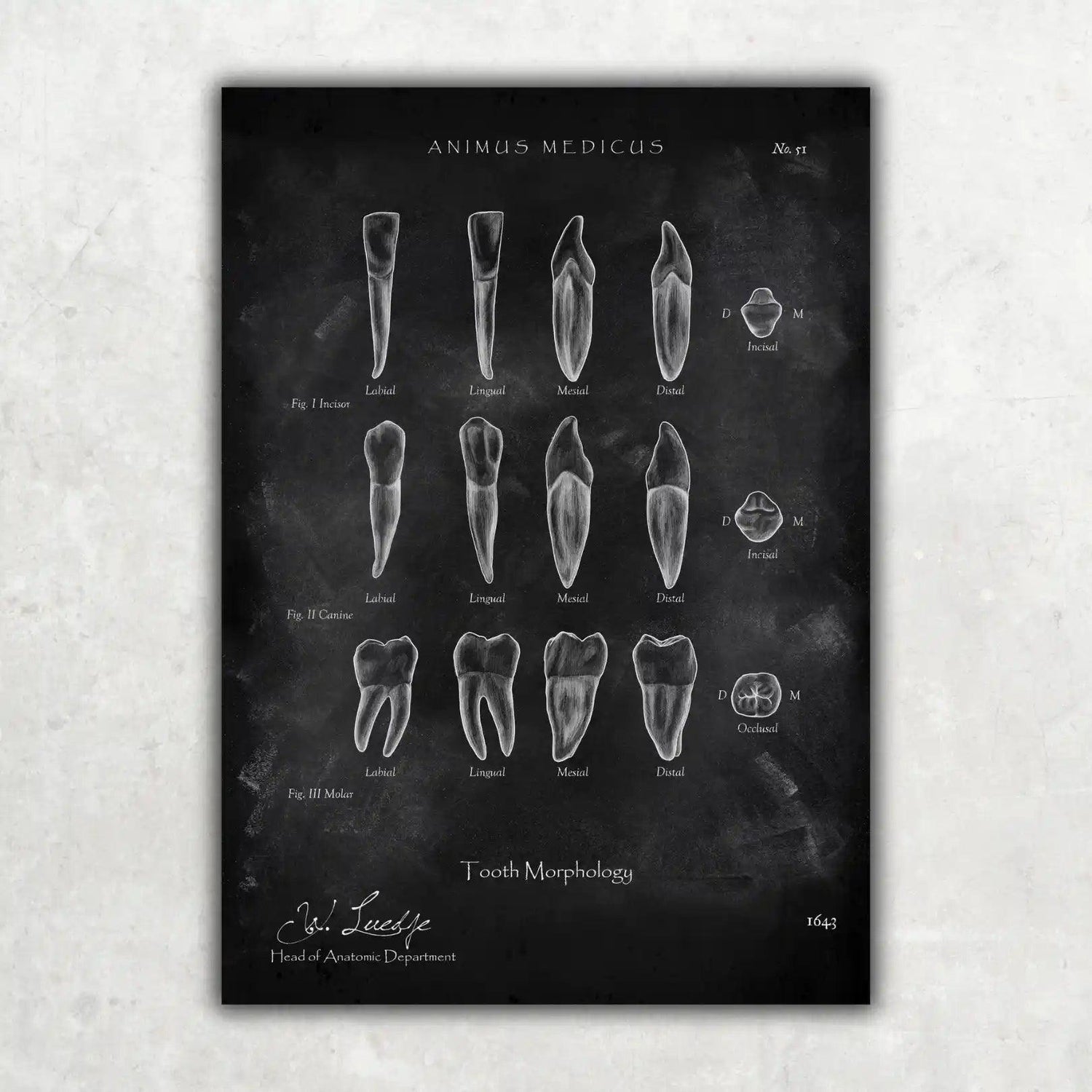 Morphologie der Zähne - Chalkboard - Animus Medicus GmbH