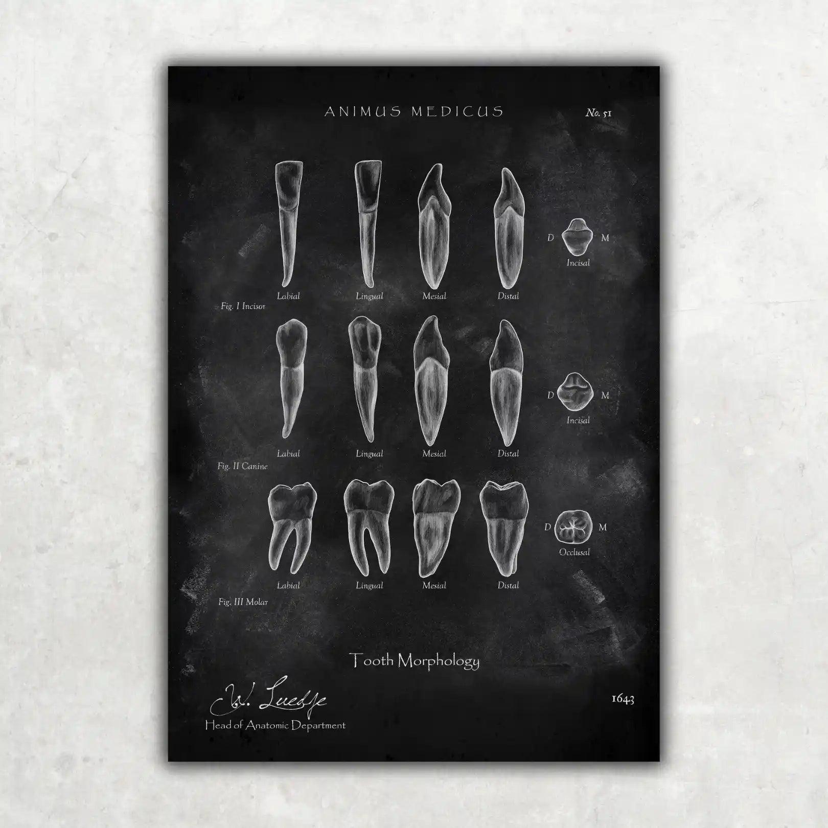 Morphologie der Zähne - Chalkboard - Animus Medicus GmbH