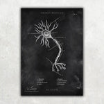 Nervenzelle Aufbau - Chalkboard - Animus Medicus GmbH