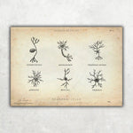 Neuronale Zellen - Animus Medicus GmbH