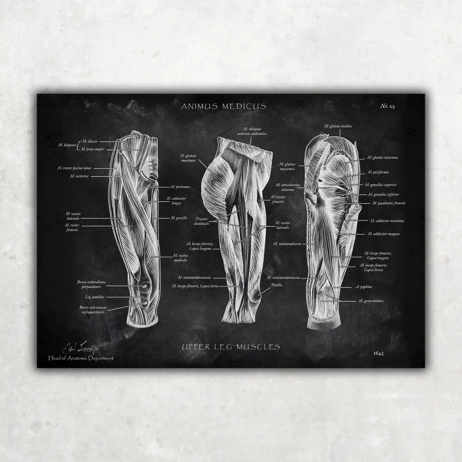 Oberschenkel Muskeln - Chalkboard - Animus Medicus GmbH