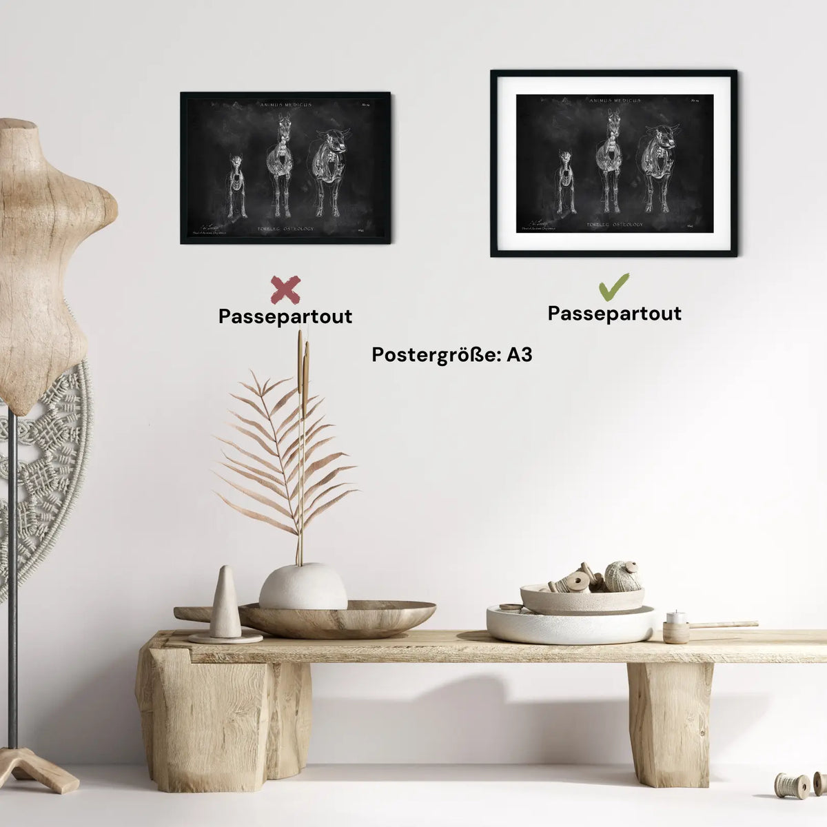 Osteologie der Tiere - Chalkboard - Animus Medicus GmbH