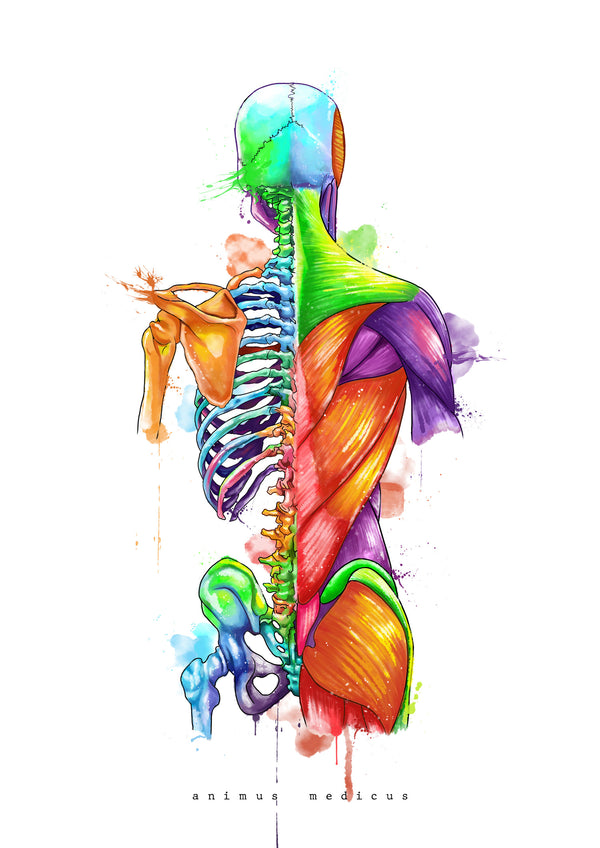 Rücken Anatomie - Rainbow