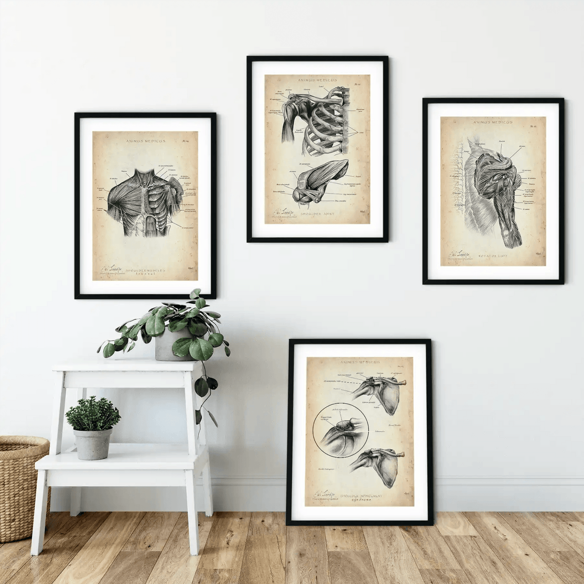 Schulter Anatomie Sammlung - Animus Medicus GmbH