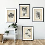 Schulter Anatomie Sammlung - Animus Medicus GmbH