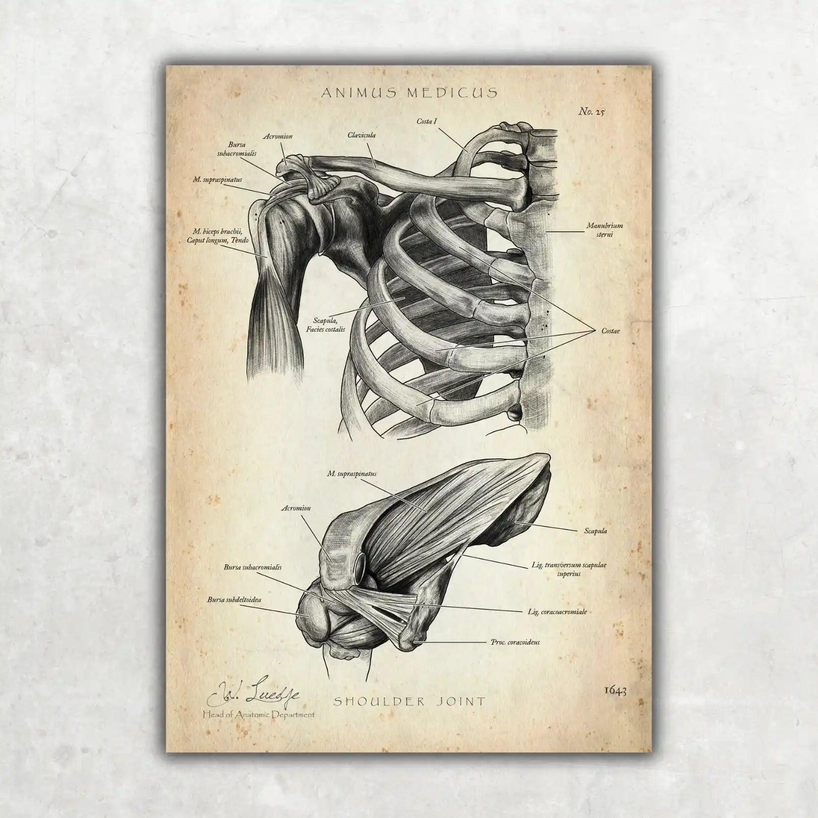 Schultergelenk Anatomie - Animus Medicus GmbH