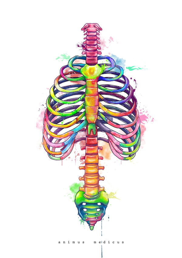 Thorax Anatomie - Rainbow