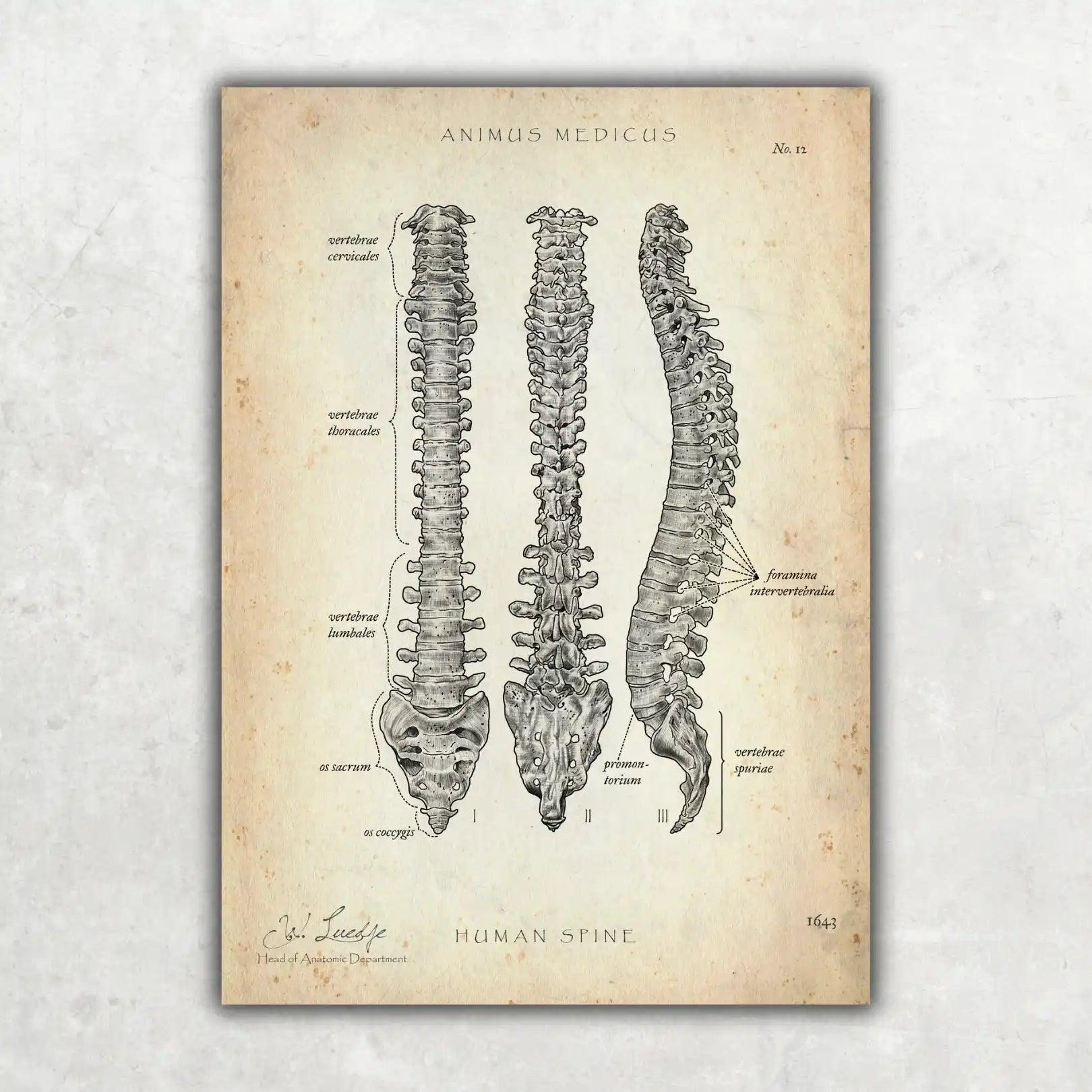 Wirbelsäule | Aufbau und Anatomie - Animus Medicus GmbH