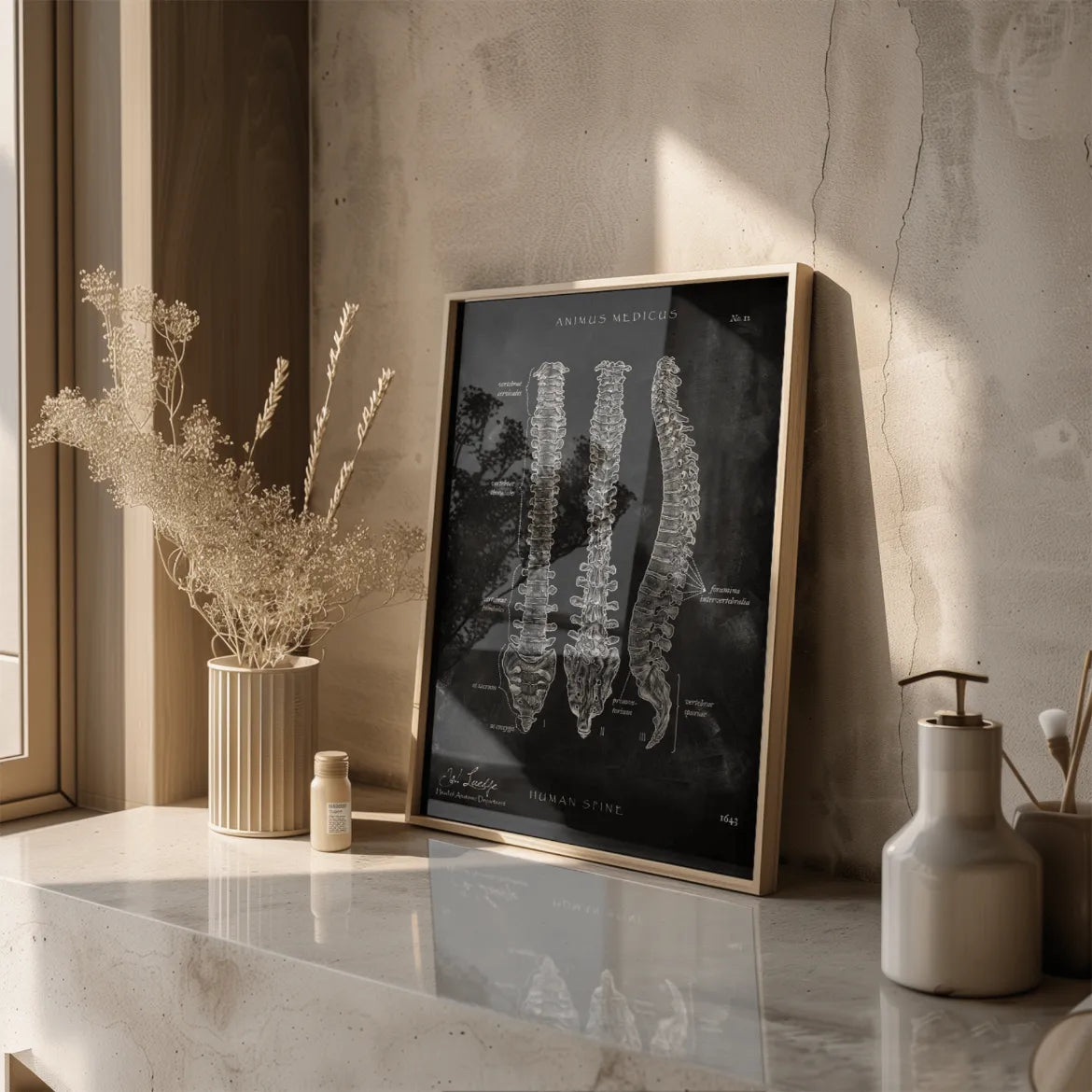 Wirbelsäule | Aufbau und Anatomie - Chalkboard - Animus Medicus GmbH