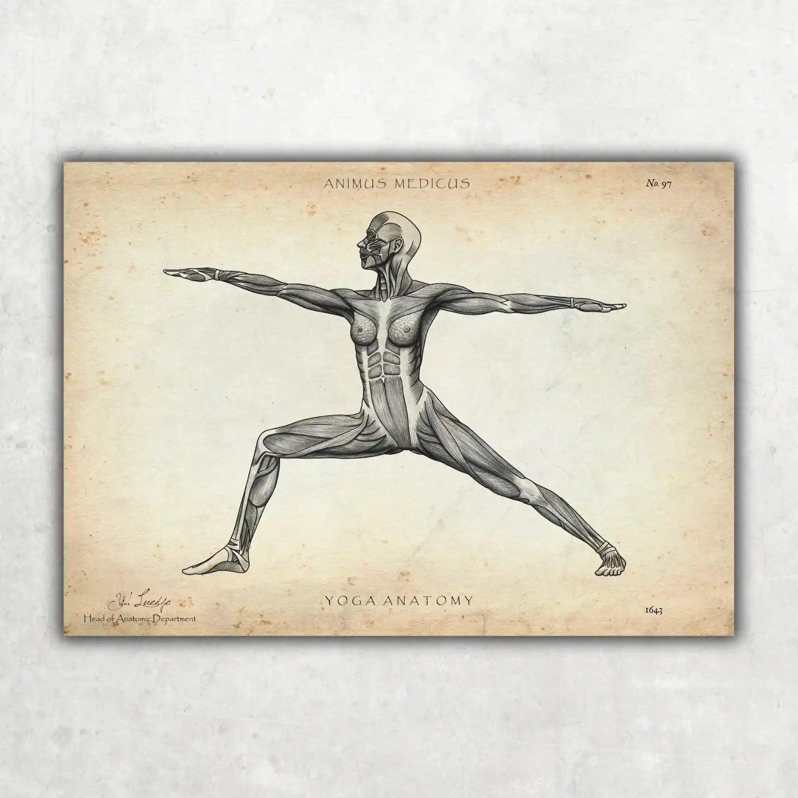 Yoga Anatomie Poster - Animus Medicus GmbH